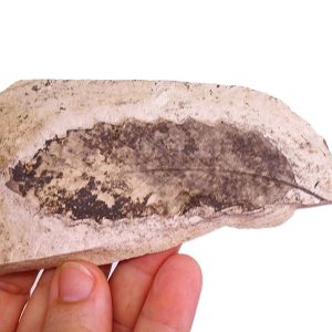 Quercus praecastaneifolia VENDIDO