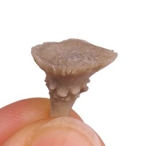 Cyathocidaris cyathifera