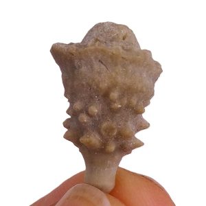 Cyathocidaris cyathifera
