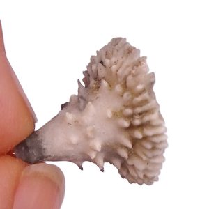 Cyathocidaris cyathifera