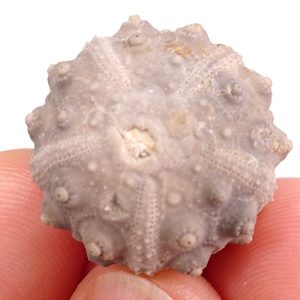 Perisalenia hemicidaroides