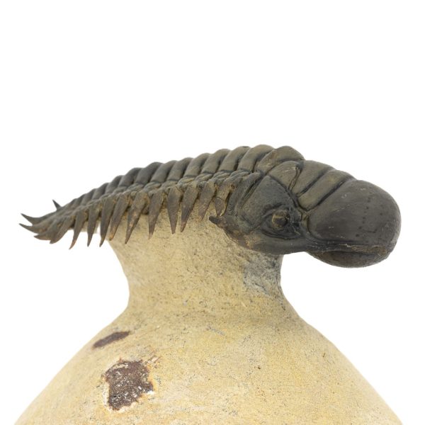 Crotalocephalus gibbus - Imagen 6