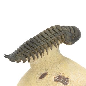 Crotalocephalus gibbus