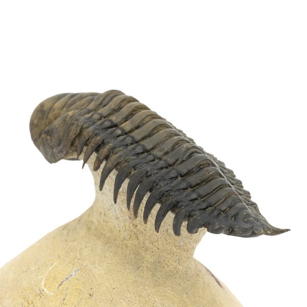 Crotalocephalus gibbus - Imagen 5