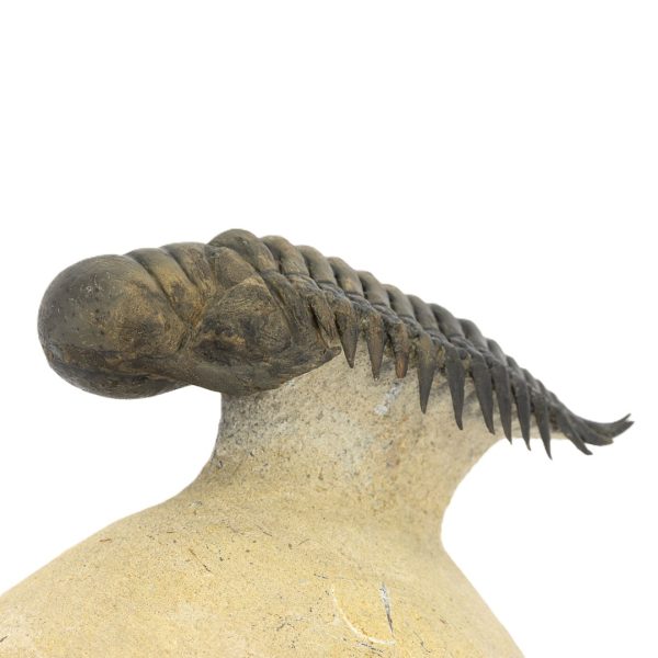Crotalocephalus gibbus - Imagen 4