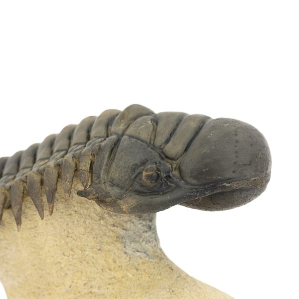 Crotalocephalus gibbus - Imagen 3