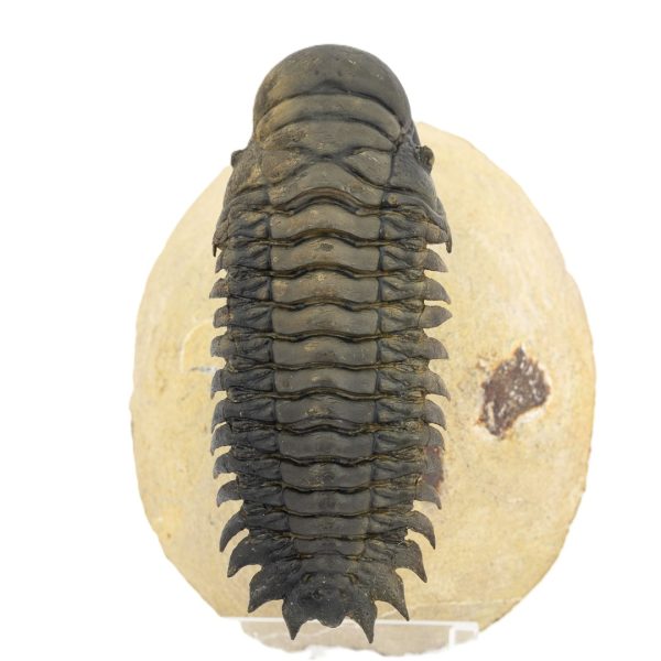Crotalocephalus gibbus - Imagen 2