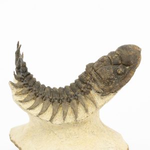 Crotalocephalus gibbus