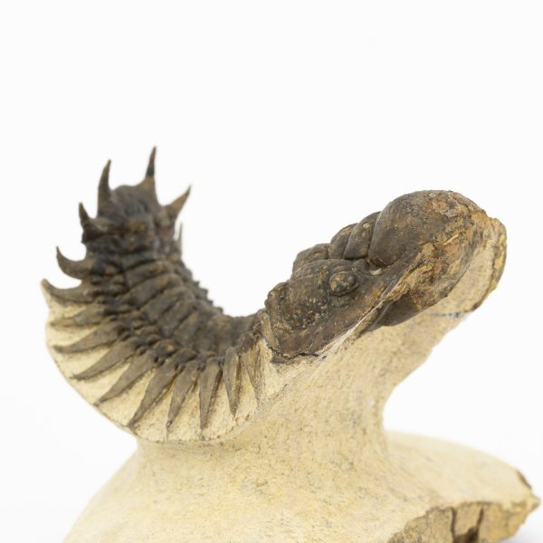 Crotalocephalus gibbus - Imagen 6
