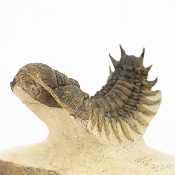 Crotalocephalus gibbus - Imagen 5