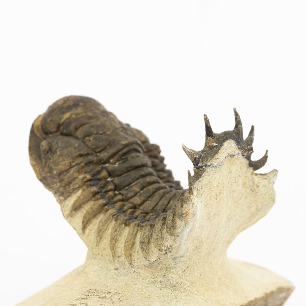 Crotalocephalus gibbus - Imagen 4