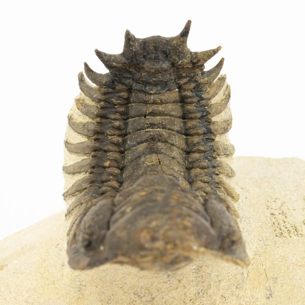 Crotalocephalus gibbus - Imagen 2