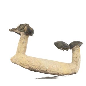Crotalocephalus gibbus y Paralejurus spatuliformis