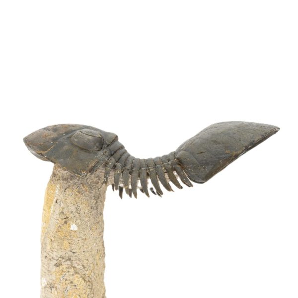 Crotalocephalus gibbus y Paralejurus spatuliformis - Imagen 3