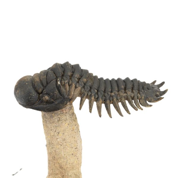 Crotalocephalus gibbus y Paralejurus spatuliformis - Imagen 4