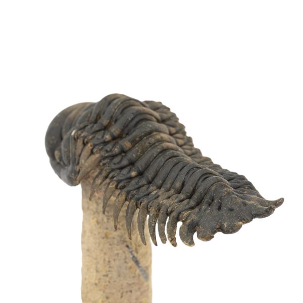 Crotalocephalus gibbus y Paralejurus spatuliformis - Imagen 5