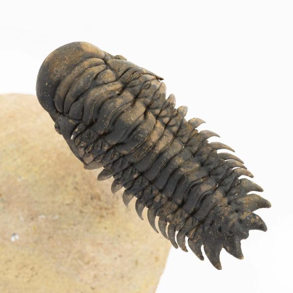 Crotalocephalus gibbus y Paralejurus spatuliformis - Imagen 7