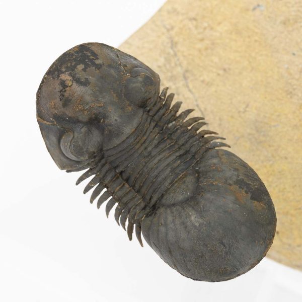 Crotalocephalus gibbus y Paralejurus spatuliformis - Imagen 8
