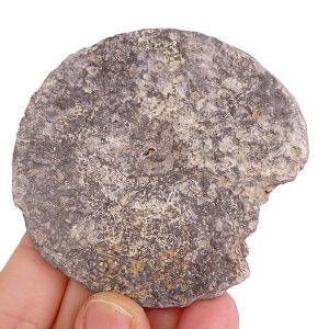Discophyma etalloni