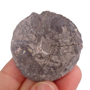 Discophyma etalloni