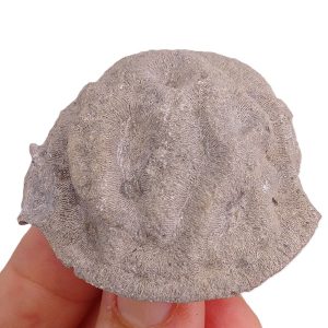 Mesomorpha forojuliensis