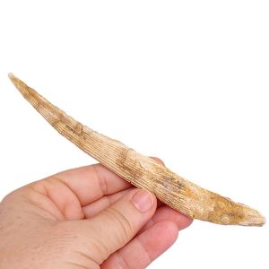 Hybodus sp.