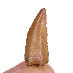 Dromaeosauridae