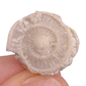 Assilina ammonea