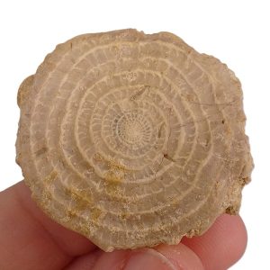 Assilina sp.