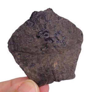 Pseudemys sp.