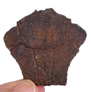 Pseudemys sp.