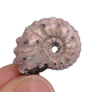 Kosmoceras aculeatum