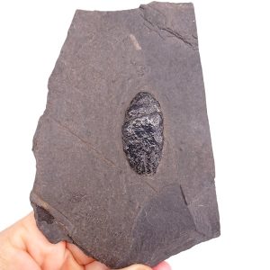 Xenacanthus dechenei