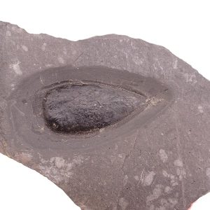 Xenacanthus dechenei