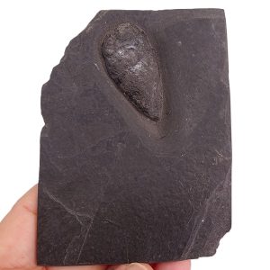 Xenacanthus dechenei