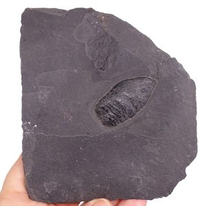 Xenacanthus dechenei