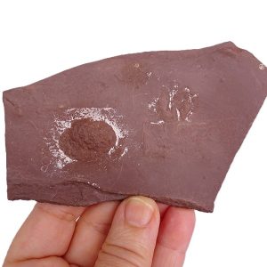 Salichnium decessus