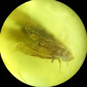 O. Psocoptera y O. Diptera