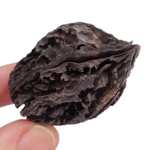 Juglans bergomensis