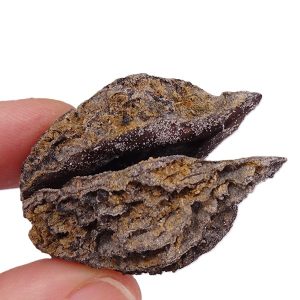 Juglans bergomensis
