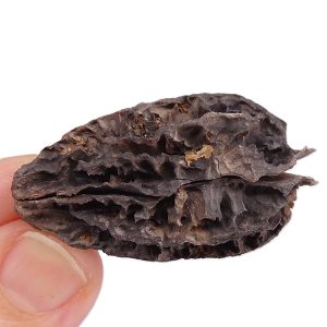 Juglans bergomensis
