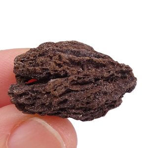 Juglans bergomensis
