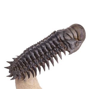 Crotalocephalus gibbus