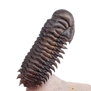 Crotalocephalus gibbus