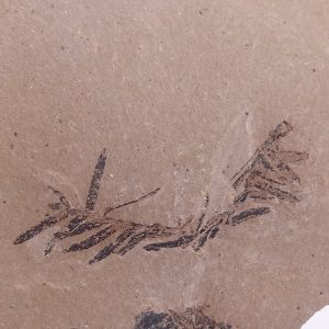 Metasequoia sp.