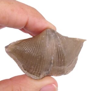 Cyrtospirifer mylaensis
