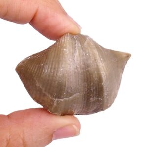Cyrtospirifer mylaensis