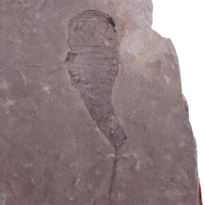 Eurypterus tetragonophtalmus
