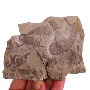 Eurypterus tetragonophtalmus
