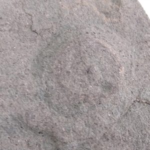 Cyclomedusa davidi